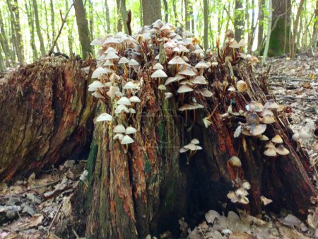 Téléchargez les photos : Champignons empoisonnés sur une souche de mousse dans la forêt. Un vieux tronc d'arbre pourri sur lequel poussent des champignons toxiques couchés. Le sujet de la cueillette des champignons. - en image libre de droit
