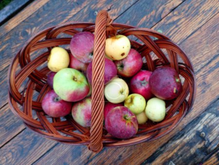Foto de Cesta de madera de mimbre con manzanas rojas y verdes sobre una superficie de mesa de roble lacado. - Imagen libre de derechos