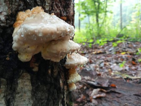 Photo for Mushrooms covered with drops of water grow on the tree. On the trunk of the birch there are several white mushrooms on which the blemish is flowing. - Royalty Free Image