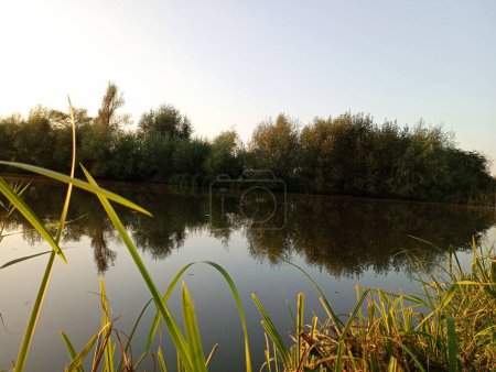 Foto de Un pequeño lago al atardecer con juncos en sus orillas. Naturaleza al atardecer - Imagen libre de derechos