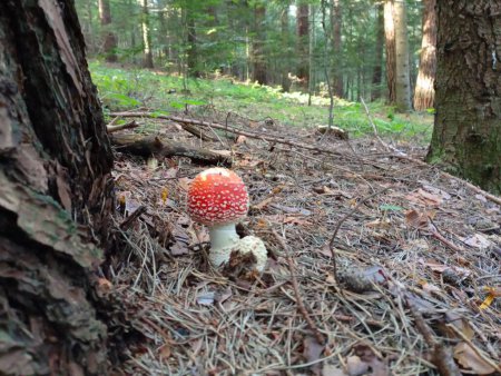 Photo for A red fly agaric grows near a tree on a mountain slope. A poisonous fly agaric grows among fallen needles in a pine forest. - Royalty Free Image