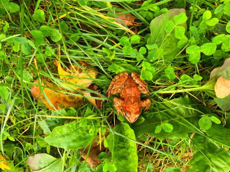 Foto de Rana manchada marrón en hierba verde. Una rana se escondió entre las hojas de hierba y las hojas caídas de los árboles. - Imagen libre de derechos