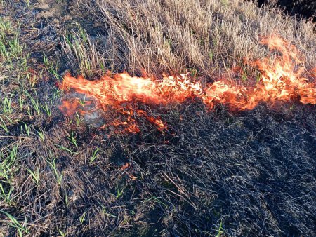 Photo for Fire in an open area of the field. Burning of dry grass and environmental damage. Burning dry grass. - Royalty Free Image
