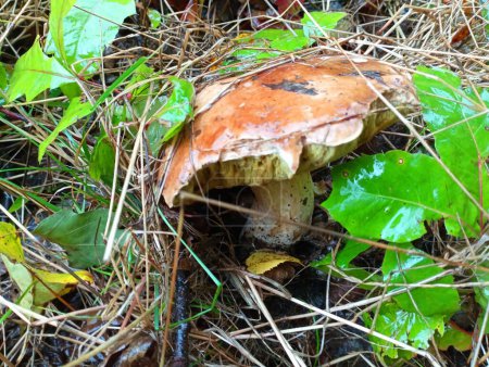 Téléchargez les photos : Grand cèpes dans de longues herbes vertes. Un vieux champignon avec un chapeau brun et une jambe blanche est caché dans l'herbe. - en image libre de droit
