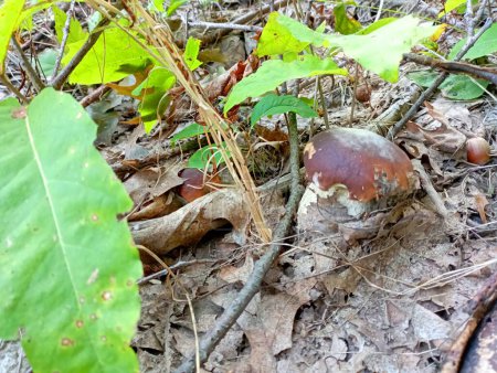 Foto de Entre las hojas de roble verde y los hongos porcini marrones caídos se escondieron. el tema de la recolección de setas en el otoño. - Imagen libre de derechos