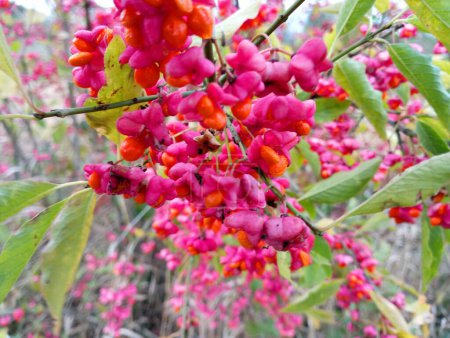 Foto de Plantas utilizadas en medicina. Euonymus europaeus. Macro shot de una rama de hiedra venenosa europea con flores rojas y semillas. - Imagen libre de derechos