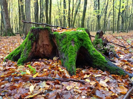 Téléchargez les photos : Souche de chêne recouvert de mousse verte dans la forêt d'automne sur le fond des arbres. Un vieux tronc d'arbre pourri parmi les feuilles jaunes tombées. - en image libre de droit