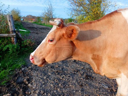 Photo for Against the background of the dirt road that leads to the village, a red-haired cow is turned sideways to the camera, waiting for the herd. Domestic cattle under the open sky in the rays of the setting sun. - Royalty Free Image