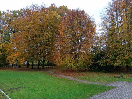 Foto de Un hermoso parque en otoño con hermosos senderos. Hay hojas amarillas en los árboles que están cayendo lentamente al suelo. El césped cubierto de hierba está cubierto de hojas amarillas caídas. - Imagen libre de derechos