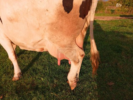Foto de La parte trasera izquierda del cuerpo de la vaca y la ubre son blancas. La textura de una vaca en el fondo de un pasto - Imagen libre de derechos