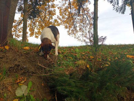 Foto de Un perro blanco con manchas marrones se apoyó en el acantilado de un pozo profundo sobre un fondo de árboles, hierba y cielo. Caza temática de otoño con perros. El animal huele a la presa. - Imagen libre de derechos