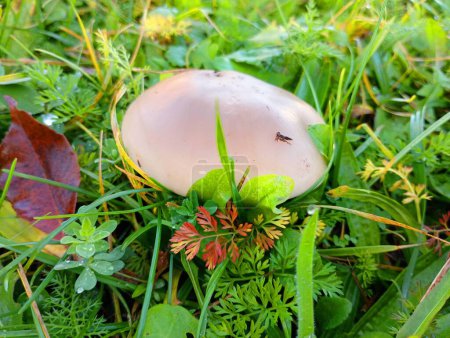 Foto de Setas de otoño. El hongo se escondió en la hierba verde. Un hermoso hongo en medio de un claro. - Imagen libre de derechos