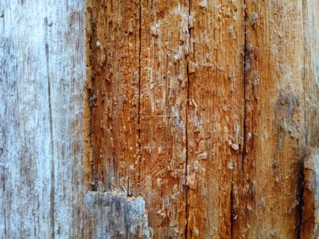 Foto de Textura de madera vieja. Viejo roble podrido en el bosque. Un árbol marrón dañado por insectos dañinos y larvas. - Imagen libre de derechos