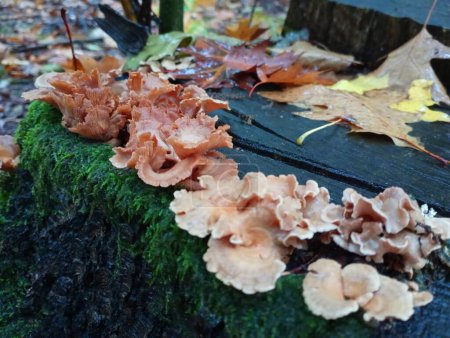 Foto de Un grupo de setas venenosas de madera marrón crece en un viejo roble cubierto de musgo verde y hojas caídas. - Imagen libre de derechos