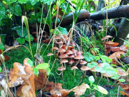 Foto de Un grupo de pequeñas setas venenosas entre musgo verde y hojas de roble en un viejo tocón podrido en medio del bosque. - Imagen libre de derechos