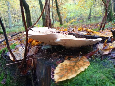 Téléchargez les photos : Un grand champignon parasite toxique de couleur blanche sur une souche dans la forêt. La croissance des champignons dans la nature sur de vieilles souches d'arbres. - en image libre de droit