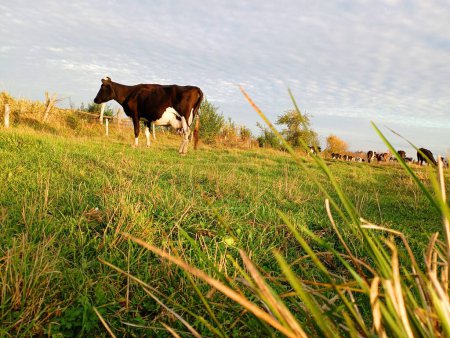 Foto de Negro está de pie en un pasto en una colina y mira atentamente a un lado. No en primer plano hay un arbusto de hierba en la parte posterior de una manada de vacas. Temas de otoño en la ganadería. - Imagen libre de derechos