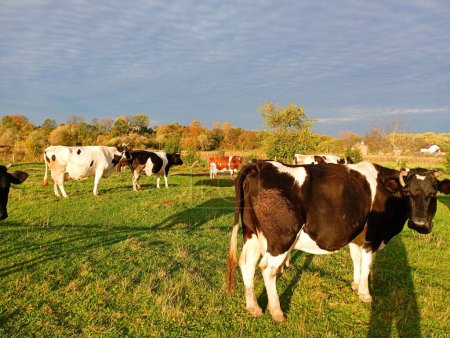 Foto de Una manada de vacas en un pasto en un cálido día soleado de otoño. El tema de la ganadería y la cría de ganado. Ganado pastando en el pueblo. - Imagen libre de derechos