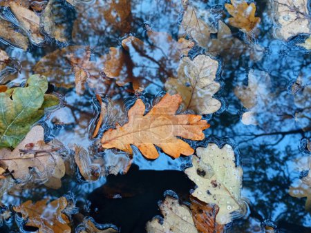 Foto de Hojas de roble en agua. Los árboles se reflejan en la superficie del agua. Textura de un charco en el bosque con hojas de otoño. - Imagen libre de derechos