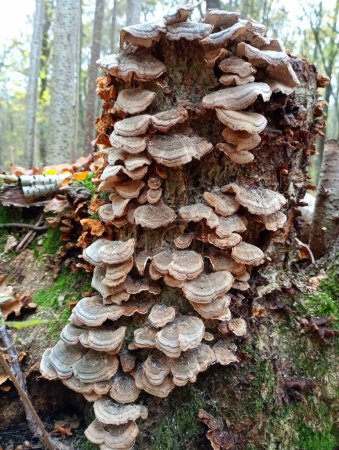 Foto de Un tocón de árbol está completamente cubierto con hongos de madera gris en el fondo de un bosque de otoño. Los parásitos de los hongos de los árboles se han apoderado completamente de toda el área del viejo tocón podrido.. - Imagen libre de derechos
