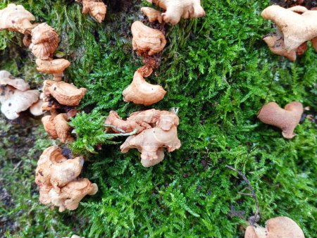 Foto de En el musgo espeso del bosque, los viejos hongos venenosos arrugados son parásitos de color rosa. El tema de la recolección de setas en un bosque húmedo en otoño. - Imagen libre de derechos