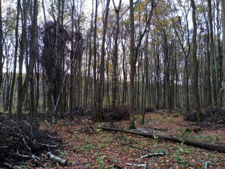 Foto de Deforestación en otoño, muchos restos de ramas de árboles talados yacen en el suelo entre los árboles. Cortar árboles para la industria. Paisaje de un bosque derribado. - Imagen libre de derechos