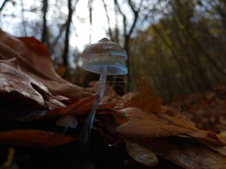 Foto de Dos setas venenosas entre las hojas de roble en el bosque en otoño. El tema de la recolección de setas y un pasatiempo activo al aire libre. - Imagen libre de derechos