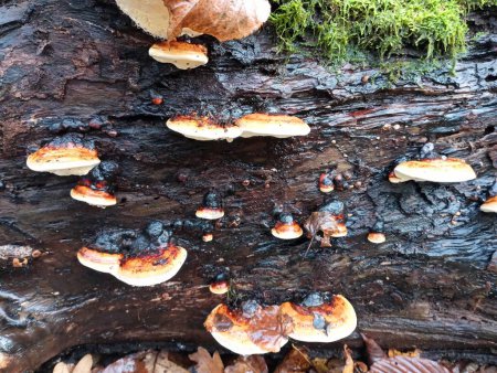 Photo for In the autumn forest, many wood mushrooms grow on the trunk of a fallen tree. The topic of collecting mushrooms in the autumn forest. Active recreation in nature. - Royalty Free Image