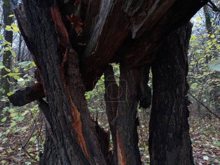 Téléchargez les photos : La photo montre un arbre cassé. Un tronc d'arbre dans la forêt est brisé par un vent fort - en image libre de droit