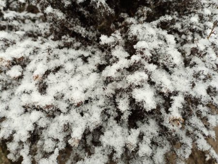 Foto de El arbusto está cubierto con la primera nieve. Las ramas de un arbusto verde de otoño están cubiertas con una fina capa de nieve fría de invierno.. - Imagen libre de derechos