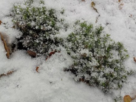 Foto de El musgo verde del bosque se espolvorea con una fina capa de nieve. Texturas naturales de invierno. - Imagen libre de derechos