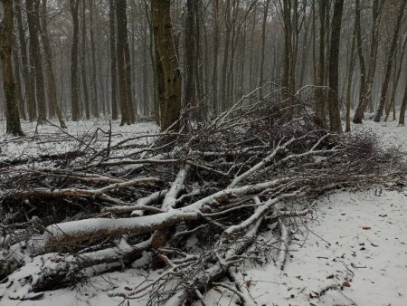 Cut branches of a tree lie in the forest on the ground during the first snow. The remains of trees during deforestation are piled up.