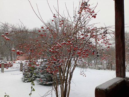 Foto de Viburnum con bayas rojas y negras crece en el patio sobre el fondo de dos pequeños árboles de Navidad. Hermoso paisaje de invierno en el pueblo en invierno. - Imagen libre de derechos