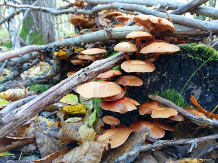 Photo for A group of poisonous mushrooms on an old rotten stump among the branches and leaves in the forest. Autumn theme of collecting mushrooms in the forest. - Royalty Free Image