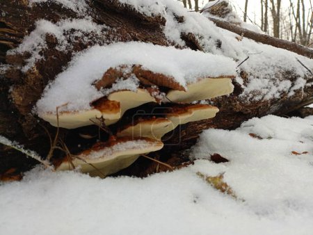 Photo for Poisonous mushrooms on a large rotten trunk in the winter season are covered with a layer of white fresh snow. Beautiful winter backgrounds and textures in the forest. - Royalty Free Image
