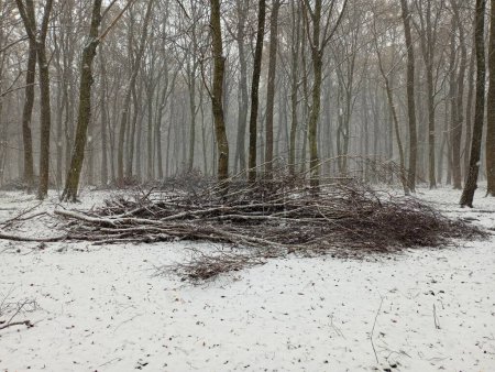 Téléchargez les photos : Au milieu de la forêt hivernale, les branches coupées s'empilent soigneusement. Abattage sanitaire de la forêt. Restes d'arbres au milieu de la forêt. - en image libre de droit