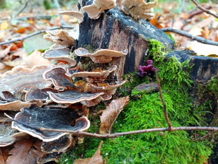 Photo for Beautiful background with wood mushrooms on an old rotten stump in the forest among green thick forest moss. The topic of collecting mushrooms in autumn in the forest. - Royalty Free Image