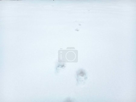 Foto de Las huellas de la liebre sobre la nieve blanca fresca en el campo en invierno. Huellas de animales en la nieve. - Imagen libre de derechos