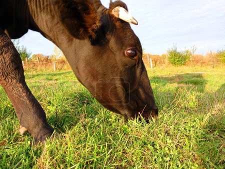 Foto de Vista lateral de una vaca negra comiendo hierba jugosa madura. El tema de la agricultura y el pastoreo de animales. - Imagen libre de derechos