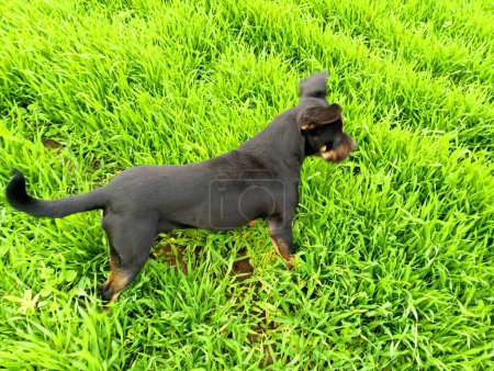 Photo for A young black dog hunts rodents in an autumn wheat field. - Royalty Free Image