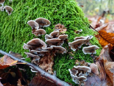 Téléchargez les photos : Small gray mushroom parasites hid on old moss-covered root trees. Beautiful poisonous mushrooms grow among the green forest moss. - en image libre de droit