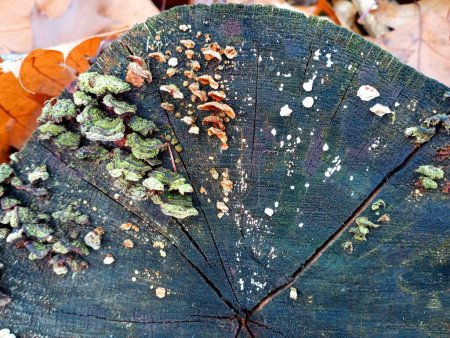 Foto de Small poisonous mushrooms and parasites grow on a section of a wooden log. An old tree in the forest on which mushrooms grow. The theme of collecting mushrooms during a walk in the autumn forest. - Imagen libre de derechos