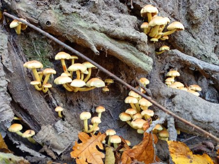 Téléchargez les photos : Small groups of poisonous mushrooms similar to mushrooms grow among the roots and soil. A beautiful autumn background with mushrooms that have covered the roots of the tree. - en image libre de droit