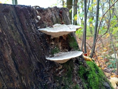 Photo for Two mushroom parasites are conveniently located on an old oak stump in the middle of a beautiful forest. Natural backgrounds and textures while walking through the autumn forest. - Royalty Free Image