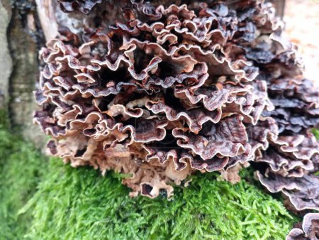 Foto de Un hongo grande venenoso castaño oscuro en el musgo verde sobre la raíz del árbol. Fondos y texturas forestales - Imagen libre de derechos