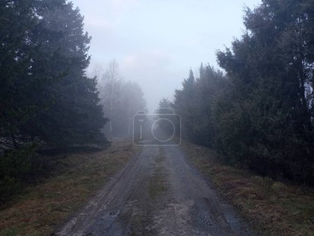 Téléchargez les photos : Garez le chemin de terre pendant le brouillard épais du matin. Brouillard dans le parc parmi les conifères qui poussent en rangs des deux côtés d'une route droite. Conditions météo matinales. - en image libre de droit