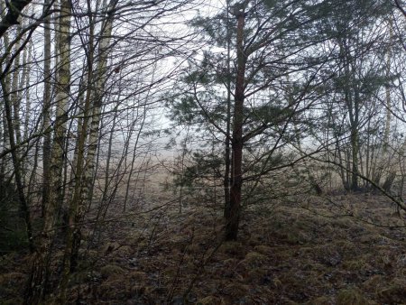Nebel im Wald. Junge Birken und Weihnachtsbäume im Wald an einem nebligen Morgen. Schöne Waldhintergründe und Texturen.