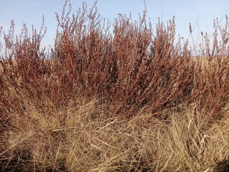 Hohes trockenes gelbes Gras, in dem ein grasbewachsener Strauch mit rotem Farbton wächst. Textur des im Herbst vergilbten Feldgrases.