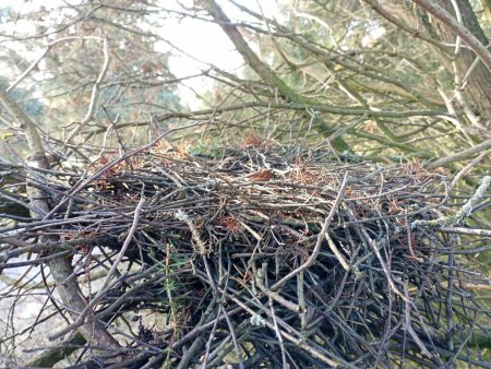 A bird's nest woven from dry branches is placed between thuja branches. The nest is located in the crown of a coniferous tree.