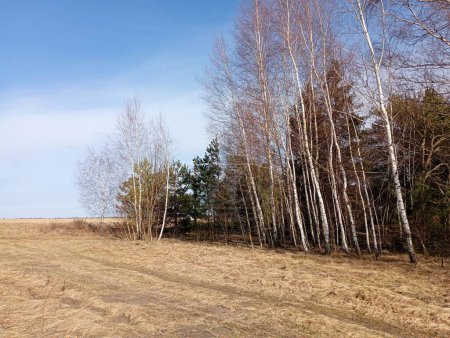 A small birch forest in the middle of the steppe. A number of birches among which Christmas trees grow. Sunny day in the birch forest.